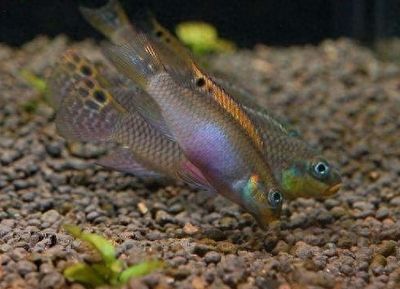 紅金龍魚(yú)高清壁紙豎屏