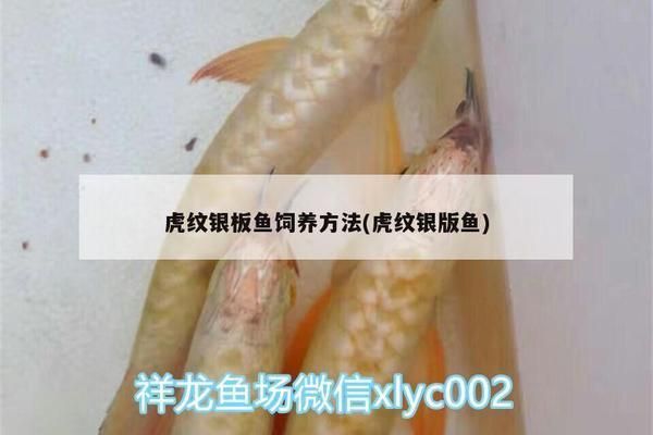 虎紋銀板魚適宜的水溫范圍，虎紋銀板魚適合生活在中性偏堿性的水溫范圍是22-[需手動填充]