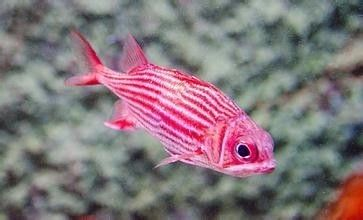 龍魚缸停電了怎么加溫，停電導致龍魚缸溫度下降怎么辦