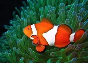 龍魚缸停電了怎么加溫，停電導致龍魚缸溫度下降怎么辦