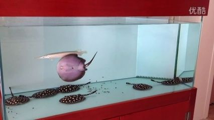 魟魚出生多大可以吃食物了:魟魚出生多大可以吃食物