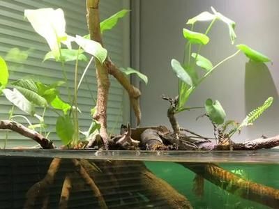 魟魚出生多大可以吃食物了:魟魚出生多大可以吃食物