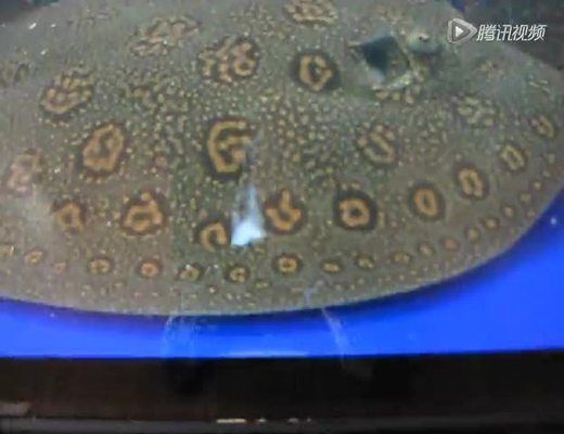 魟魚繁殖過程圖解說明文怎么寫：魟魚繁殖過程圖解說明文怎么寫[需手動(dòng)填充]魚繁殖過程圖解說明