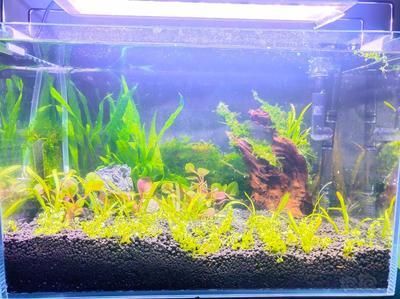 四紋虎混養水族箱過濾系統設計,四紋虎混養水族箱過濾系統 虎魚百科 第6張 四紋虎混養水族箱過濾系統設計,四紋虎混養水族箱過濾系統 四紋虎混養水族箱過濾系統設計,四紋虎混養水族箱過濾系統 虎魚百科 第6張