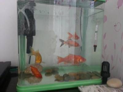 四紋虎混養水族箱過濾系統設計,四紋虎混養水族箱過濾系統 虎魚百科 第5張 四紋虎混養水族箱過濾系統設計,四紋虎混養水族箱過濾系統 四紋虎混養水族箱過濾系統設計,四紋虎混養水族箱過濾系統 虎魚百科 第5張