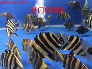 印尼三紋虎雜文形成原因，印尼三紋虎雜文的形成原因 印尼三紋虎雜文形成原因，印尼三紋虎雜文的形成原因 虎魚百科 第1張