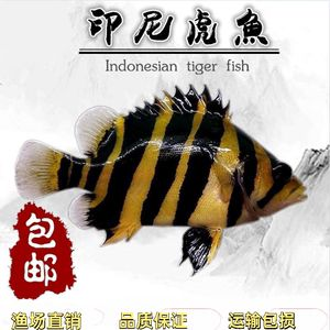印尼三紋虎雜文形成原因，印尼三紋虎雜文的形成原因 印尼三紋虎雜文形成原因，印尼三紋虎雜文的形成原因 虎魚百科 第5張