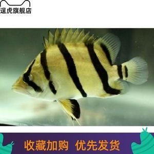 三紋虎魚水質管理技巧，三紋虎魚水質管理技巧：三紋虎魚水質清潔方法