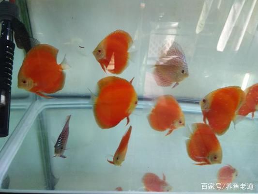 知名龍魚(yú)品牌有哪些：探秘知名龍魚(yú)品牌，水族界的璀璨之星