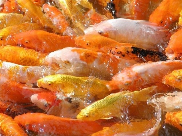 龍魚身上掉一個鱗片是什么原因造成的：龍魚身上掉一個鱗片是什么原因