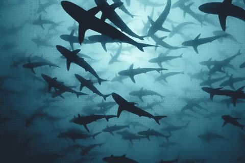好魚缸養普通魚的幽默說法圖片高清大圖，養魚新手常見笑話魚缸裝飾創意點子魚缸裝飾創意點子魚缸里的未來魚王