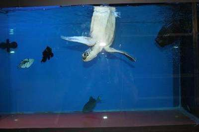 雙線側(cè)魚混養(yǎng)注意事項，雙線側(cè)魚與龍魚混養(yǎng)需要注意的事項，雙線側(cè)魚混養(yǎng)空間要求