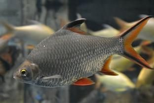 雙線側(cè)魚混養(yǎng)注意事項，雙線側(cè)魚與龍魚混養(yǎng)需要注意的事項，雙線側(cè)魚混養(yǎng)空間要求