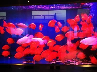 雙線側(cè)魚混養(yǎng)注意事項，雙線側(cè)魚與龍魚混養(yǎng)需要注意的事項，雙線側(cè)魚混養(yǎng)空間要求