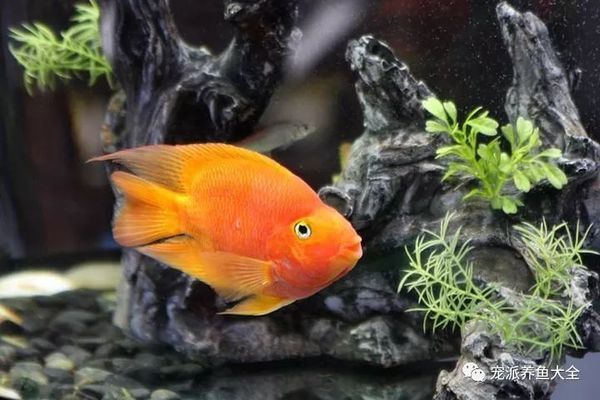 印尼小紅龍魚價格表大全圖片及價格視頻：印尼小紅龍魚價格全解析，品種、品相與市場行情