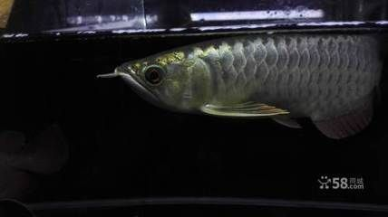 四紋虎魚(yú)繁殖水質(zhì)管理技巧，四紋虎魚(yú)繁殖期水質(zhì)管理技巧