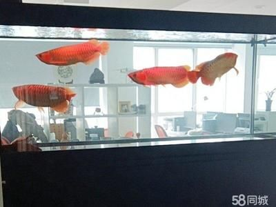 專業修理魚缸，魚缸維修后如何養護魚缸滲水常見原因及解決 專業修理魚缸，魚缸維修后如何養護魚缸滲水常見原因及解決 魚缸百科 第5張