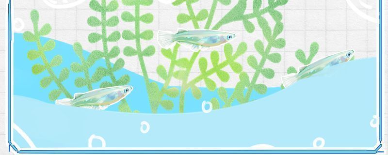 泰國虎魚與申古三間魚混養案例，泰國虎魚與申古三間魚混養