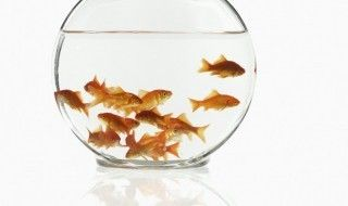 泰國虎魚與申古三間魚混養案例，泰國虎魚與申古三間魚混養
