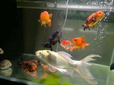 如何選擇混養觀賞魚種類，混養觀賞魚種類的選擇