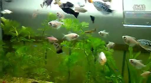 如何選擇混養觀賞魚種類，混養觀賞魚種類的選擇