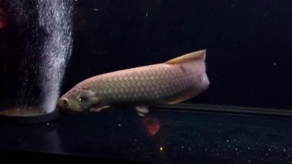 觀賞魚論壇網站大全，天津觀賞魚論壇網站大全