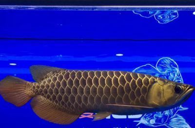 龍魚魚缸水位多少合適呢怎么擺放，養龍魚的水位高度應該控制在30-50厘米之間