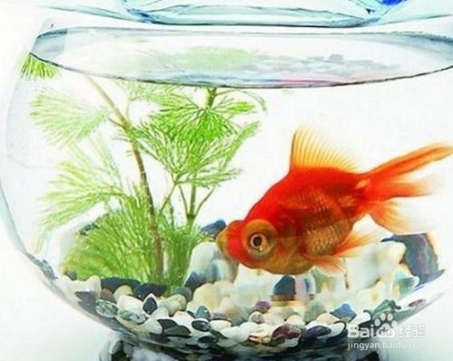 龍魚魚缸水位多少合適呢怎么擺放，養龍魚的水位高度應該控制在30-50厘米之間