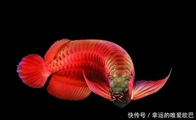 龍魚的形狀像