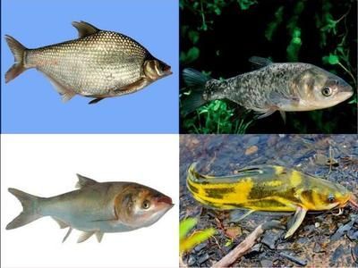 龍魚缸里養什么清潔工最好，在龍魚缸中選擇適合的清潔魚是維持水質清潔和健康的關鍵 龍魚缸里養什么清潔工最好，在龍魚缸中選擇適合的清潔魚是維持水質清潔和健康的關鍵 魚缸百科 第4張