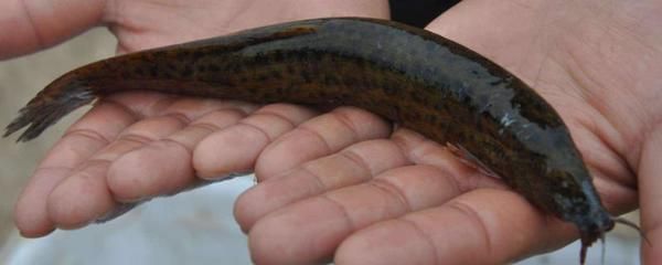 龍魚缸里養什么清潔工最好，在龍魚缸中選擇適合的清潔魚是維持水質清潔和健康的關鍵 龍魚缸里養什么清潔工最好，在龍魚缸中選擇適合的清潔魚是維持水質清潔和健康的關鍵 魚缸百科 第5張