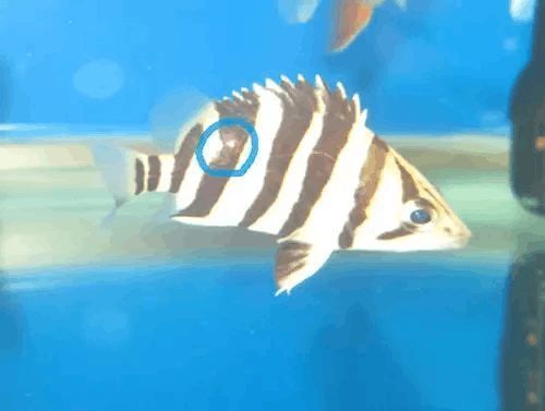 預防虎魚真菌感染的有效方法，如何預防虎魚真菌感染