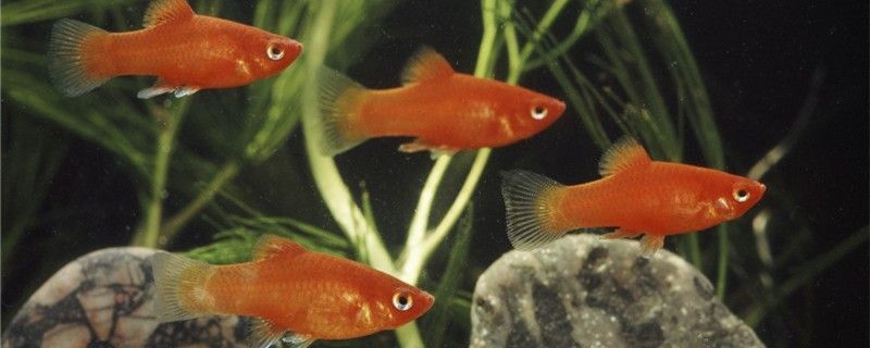 一條魚會(huì)繁殖嗎觀賞魚怎么繁殖