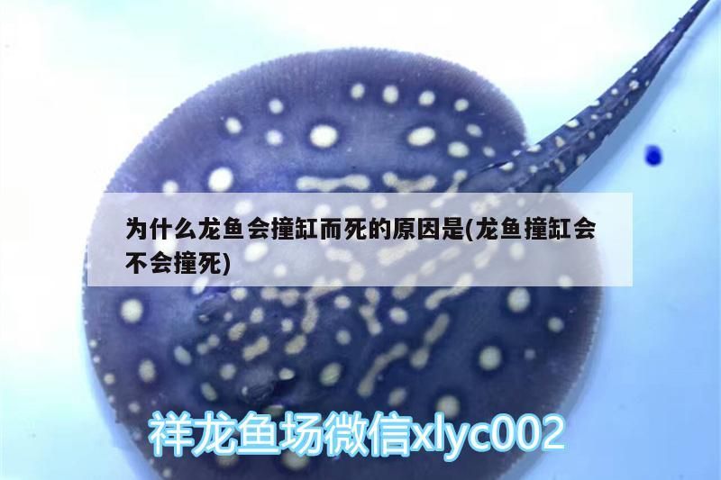 買回來的雷龍魚一直趴缸不吃東西怎么回事（ 雷龍魚到家趴缸不吃東西）