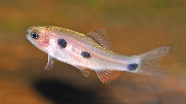 龍魚溫度低于多少會死亡：龍魚生存的溫度底線，低于多少會危及生命？