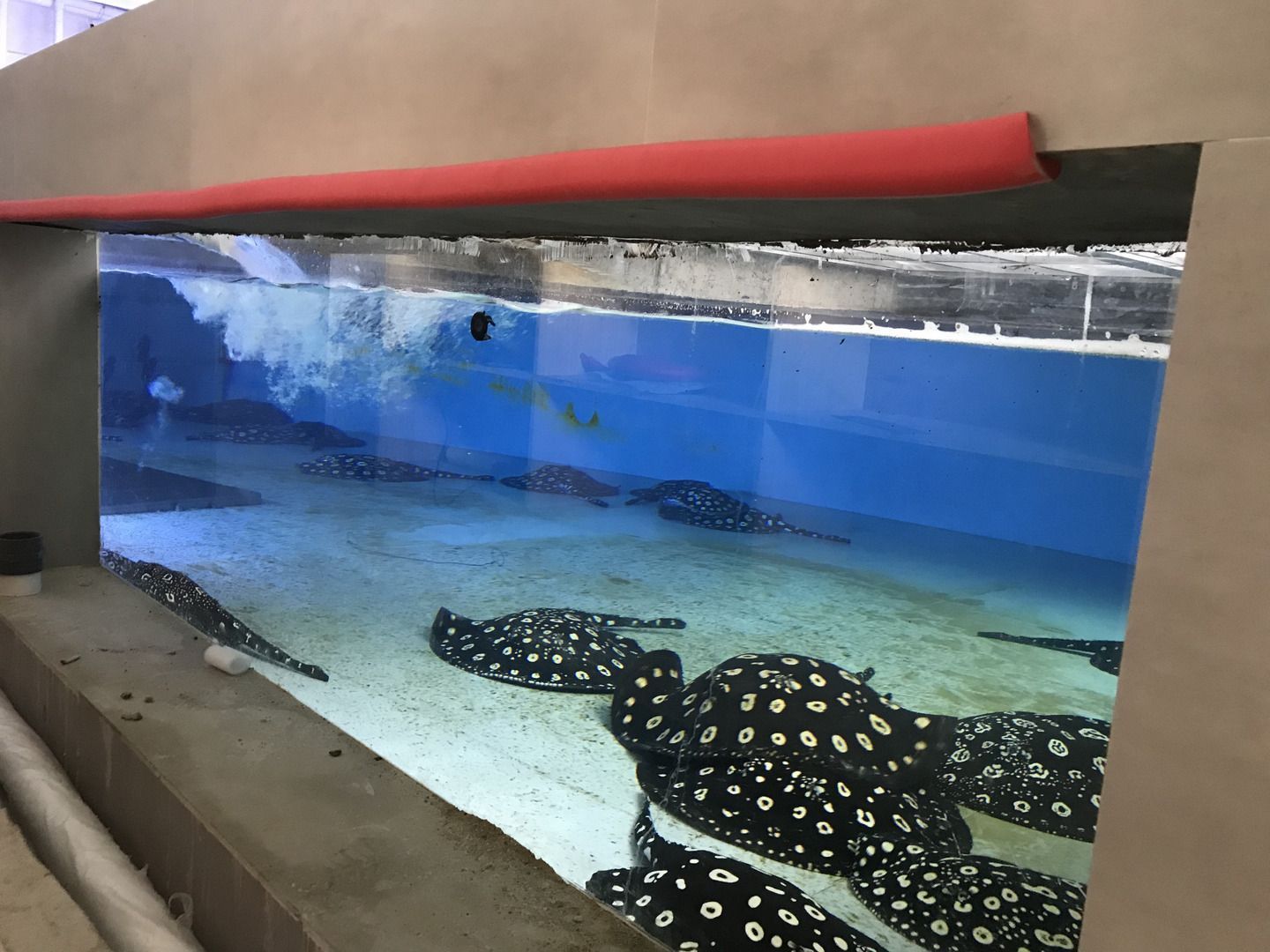 魟魚爛尾怎么治療：魟魚爛尾怎么治療[需手動填充]魚爛尾怎么治療
