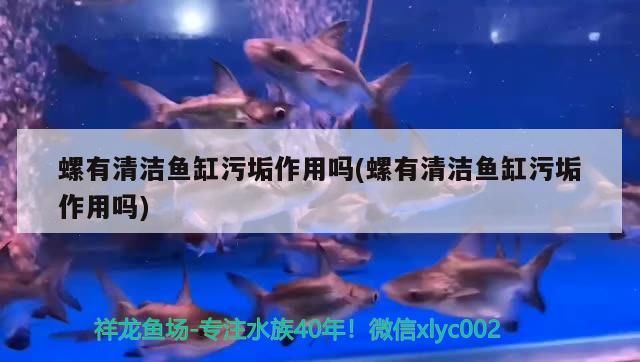 河里撿的石頭能放魚缸里嗎視頻（從河里撿的石頭放在魚缸里需要消毒殺菌嗎）