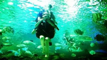魟魚(yú)水面游怎么回事:魟魚(yú)水面游可能有多種原因, 魟魚(yú)百科 第1張 魟魚(yú)水面游怎么回事:魟魚(yú)水面游可能有多種原因, 魟魚(yú)水面游怎么回事:魟魚(yú)水面游可能有多種原因, 魟魚(yú)百科 第1張