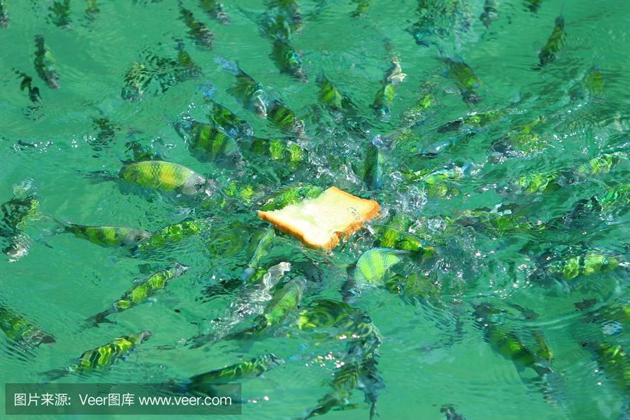 魟魚(yú)水面游怎么回事:魟魚(yú)水面游可能有多種原因, 魟魚(yú)百科 第3張 魟魚(yú)水面游怎么回事:魟魚(yú)水面游可能有多種原因, 魟魚(yú)水面游怎么回事:魟魚(yú)水面游可能有多種原因, 魟魚(yú)百科 第3張