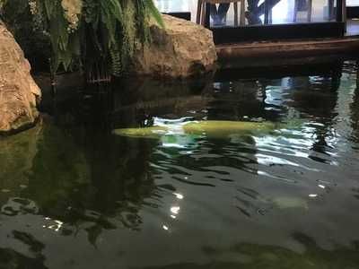 魟魚(yú)水面游怎么回事：魟魚(yú)水面游可能有多種原因， 魟魚(yú)水面游怎么回事：魟魚(yú)水面游可能有多種原因， 魟魚(yú)百科 第4張