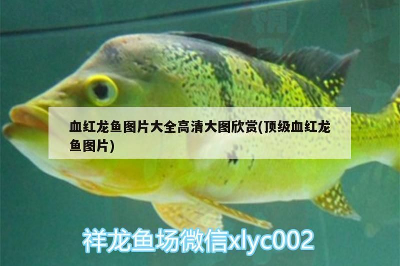血紅龍魚圖片大全高清大圖欣賞(頂級血紅龍魚圖片) 血紅龍魚圖片大全高清大圖欣賞(頂級血紅龍魚圖片) 魟魚百科 第2張