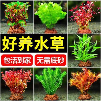 虎魚缸內水草選擇指南，康的居住環境選擇指南