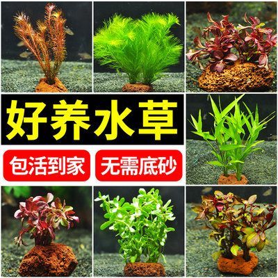 虎魚缸內水草選擇指南，康的居住環境選擇指南