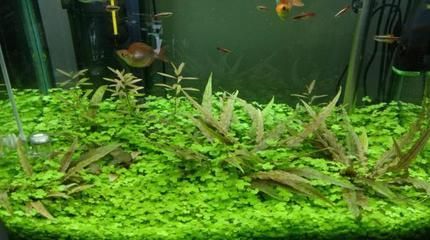 虎魚缸內水草選擇指南，康的居住環境選擇指南