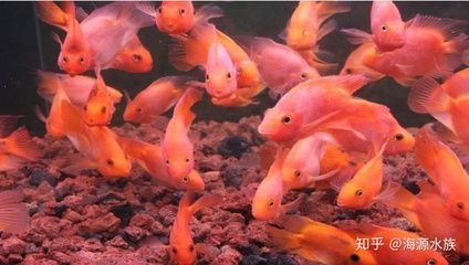 龍魚跟什么魚混養(yǎng)長得快些，七彩神仙魚、埃及神仙魚、蝴蝶鯉、女王大帆魚混養(yǎng)水質(zhì)管理技巧
