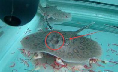 贊美龍魚句子摘抄大全:龍魚之韻,那些令人贊嘆的華章 龍魚百科 第3張 贊美龍魚句子摘抄大全:龍魚之韻,那些令人贊嘆的華章 贊美龍魚句子摘抄大全:龍魚之韻,那些令人贊嘆的華章 龍魚百科 第3張