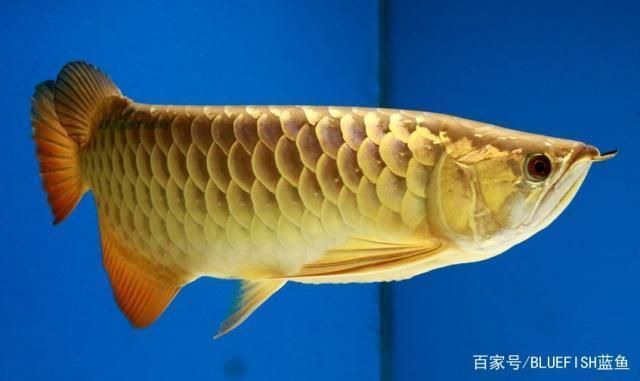 龍魚混養時如何選擇伙伴，龍魚混養伙伴性格分析龍魚混養伙伴性格分析