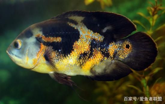 虎魚混養適宜伴侶選擇，虎魚混養水草選擇指南，同類虎魚混養注意事項，飛鳳魚清潔效果評價