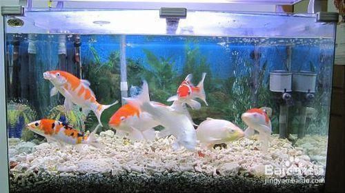 魚缸過濾器哪種最好最實用泡沫箱做魚缸沉降池，底缸過濾器如何維護？