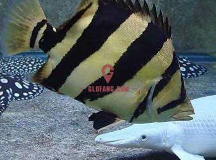 泰國虎魚繁殖技巧分享，關于泰國虎魚繁殖的一些技巧分享